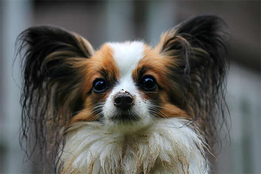 고양이 발작 원인과 대처법 7가지 (집사 필독!)