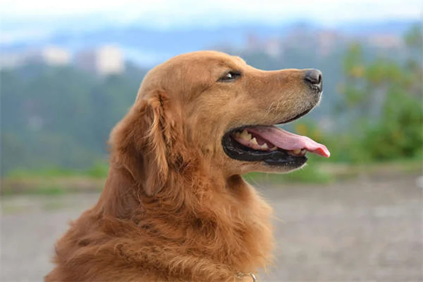 고양이 고층 낙하 증후군 예방법 7가지 (생존률 90% 비결)