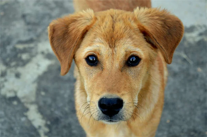 고양이 헐떡임 원인과 대처법, 이렇게 해결하세요!