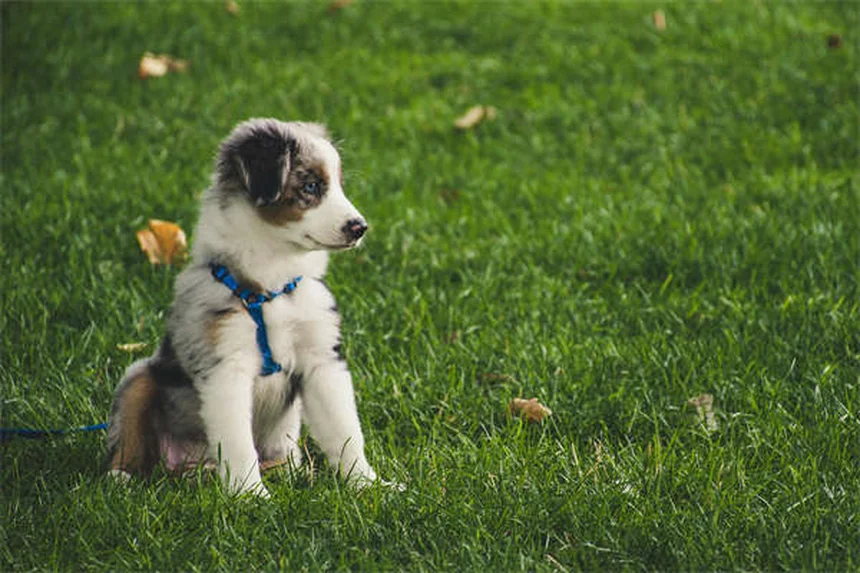 고양이 헐떡임 원인과 대처법, 이렇게 해결하세요!
