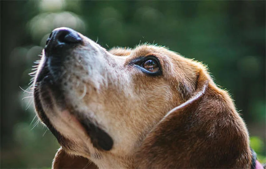 고양이 헐떡임 원인과 대처법, 이렇게 해결하세요!
