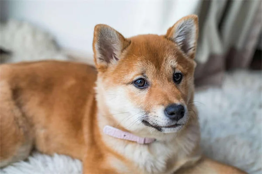 불꽃놀이 때 고양이 진정시키는 10가지 필수 방법